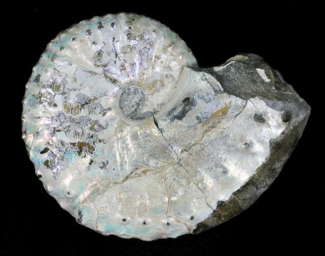 Iridescent Discoscaphites Ammonite - South Dakota #22705